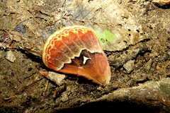 Callosamia angulifera
