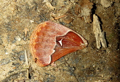 Callosamia angulifera