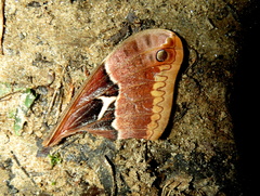 Callosamia angulifera