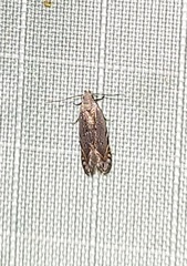 Battaristis concinnusella