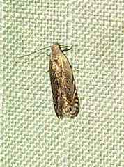 Battaristis concinnusella