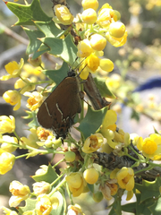 Callophrys spinetorum
