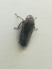 Negosiana dualis