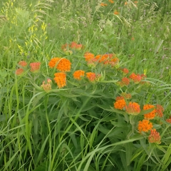 Asclepias tuberosa interior