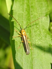 Oberea tripunctata