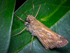 Atalopedes campestris