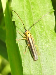 Oberea tripunctata