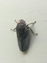 Negosiana dualis