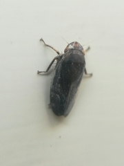 Negosiana dualis