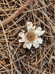 Geastrum tenuipes