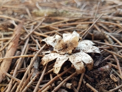Geastrum tenuipes