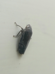 Negosiana dualis