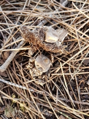 Geastrum tenuipes