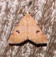 Hemeroplanis historialis