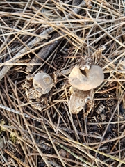 Geastrum tenuipes