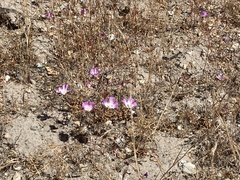 Clarkia speciosa immaculata