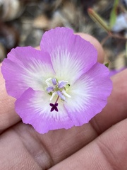 Clarkia speciosa immaculata