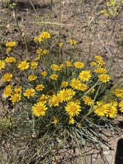 Erigeron linearis