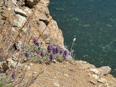 Dracocephalum pinnatum