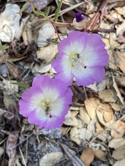 Clarkia speciosa immaculata