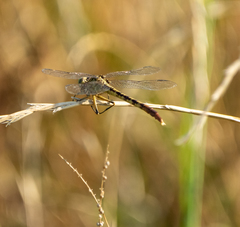 Arigomphus submedianus