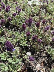 Dracocephalum pinnatum