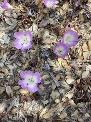 Clarkia speciosa immaculata