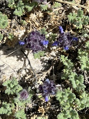 Dracocephalum pinnatum