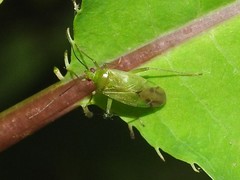 Lygocoris