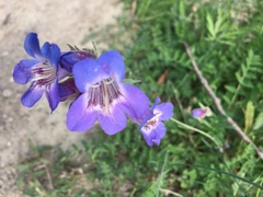 Penstemon gormanii