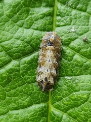 Meligramma triangulifera