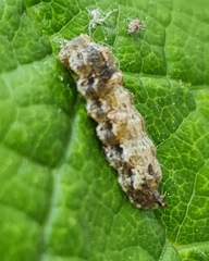 Meligramma triangulifera