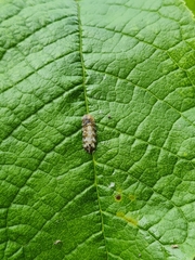 Meligramma triangulifera