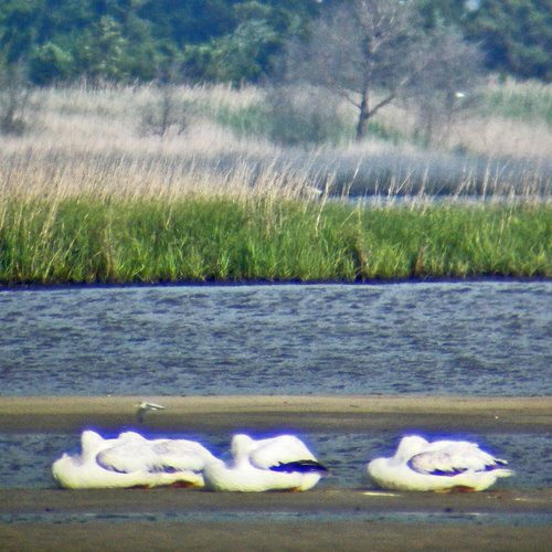 American White Pelican photographed in Delaware
