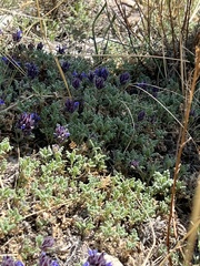 Dracocephalum pinnatum