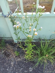 Erigeron annuus