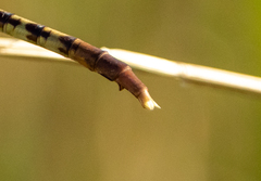 Arigomphus submedianus