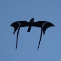 Caprimulgus vexillarius