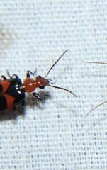 Lebia bitaeniata