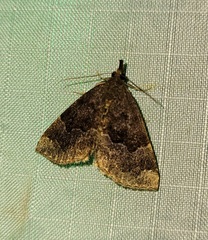 Hypena sordidula