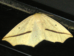 Tetracis crocallata