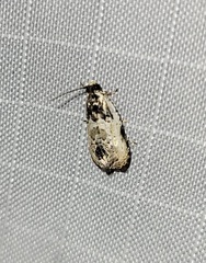 Olethreutes malana