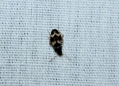 Tetragonoderus fasciatus