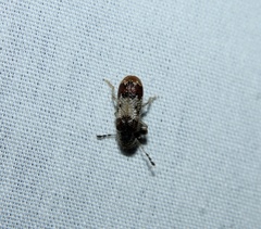 Pelonium leucophaeum