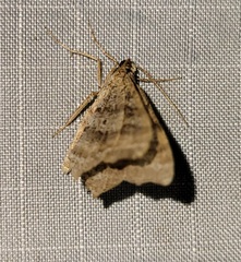 Macaria multilineata