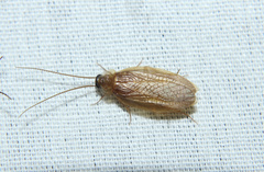 Compsodes schwarzi