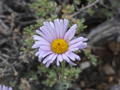 Erigeron argentatus