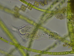 Proalinopsis caudatus