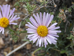 Erigeron argentatus