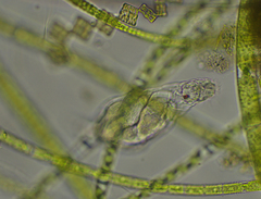 Proalinopsis caudatus